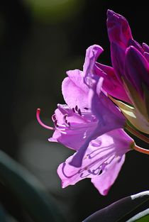 Rhododendron... 4 by loewenherz-artwork