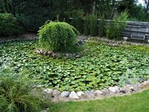 Seerosen Garten-Teich von assy
