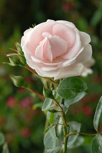 Zart rosa rote Rose von Heinrich Winkelmann