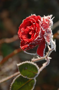 Rote Rose gefroren zu Weihnachten by Heinrich Winkelmann