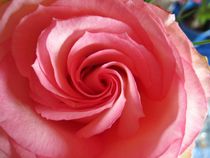rosa Rosenblüte von assy