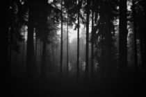 böhmische wälder by micha gruenberg