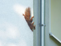 Eichhörnchen als Fassadenkletterer von Eva Dust