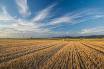 'Wheat field' von h3bo3