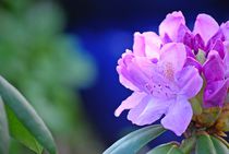 Rhododendron... 7 by loewenherz-artwork