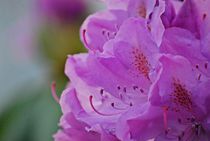 Rhododendron... 9 by loewenherz-artwork