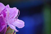 Rhododendron... 8 by loewenherz-artwork