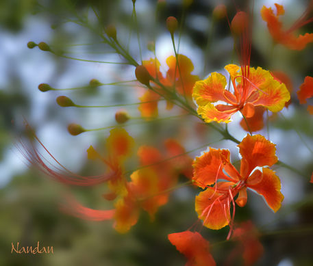 Flower-orange-bunch