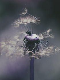 It's time to go- Dandelion in the dark by Chris Berger