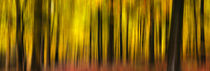 Motion Blur Forest by h3bo3