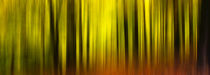 Motion Blur Forest by h3bo3
