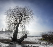 Weide im Winter by thomas-digital