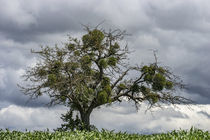 Der Mistelbaum by thomas-digital