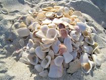 Florida-Muschel-Strand von assy