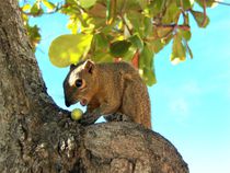 Bali Eichhörnchen von assy