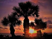 Sonnenuntergang in Florida mit Fächerpalmen...in rosa by assy