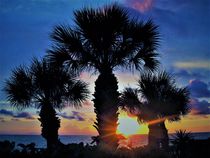 Sonnenuntergang in Florida mit Fächerpalmen, in bläulich by assy
