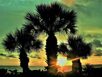 Sonnenuntergang in Florida mit Fächerpalmen ..in grünlich by assy