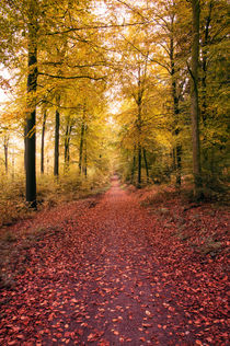 Autumn path by h3bo3