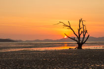 Dead tree sunrise by Kevin Hellon