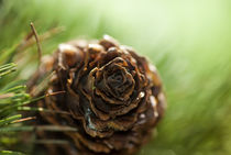 Pine Cone by h3bo3