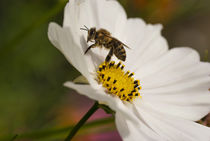Bee on a flower von h3bo3