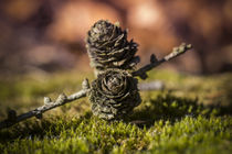 Pine Cones by h3bo3