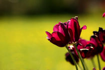 Dark lilac tulips by zlange
