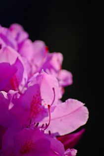 Rhododendron... 14 von loewenherz-artwork