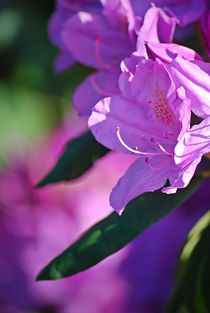 Rhododendron... 11 by loewenherz-artwork