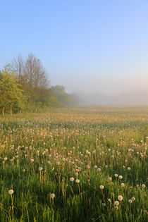 Frühlingswiese mit Nebel von Bernhard Kaiser
