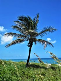Palme am Strand ....Florida von assy
