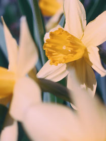 Daffodils von Andrei Grigorev