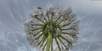 Dandelion - To heaven  by Chris Berger
