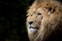 lion king by bazaar