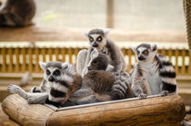 lemur by bazaar