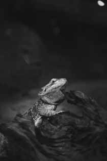 reptile photo by bazaar