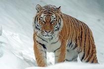snow and tiger by bazaar