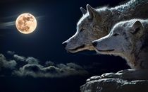 wolf and moon by bazaar
