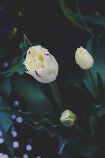 Tulip by Iryna Mathes