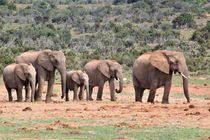 kleine Elefantenfamilie by assy