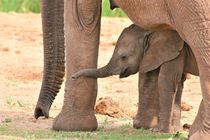 süßes Elefantenbaby by assy