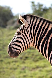 Zebra-Portrait von assy