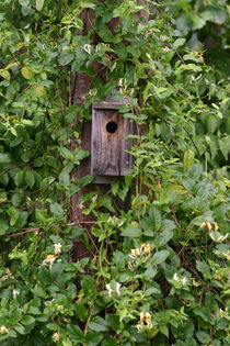 Bird house in the honeysuckle by June Buttrick