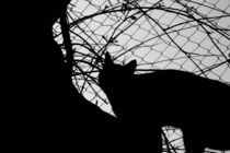 Cat Silhoutte by June Buttrick