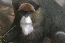 Debrazza Monkey by June Buttrick