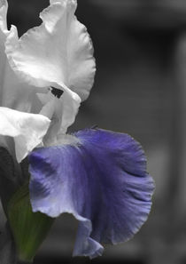 White and Purple Iris von June Buttrick