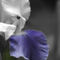 Flower-iris-bw