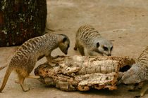Curious Meerkats by June Buttrick
