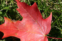 Red leaf von June Buttrick